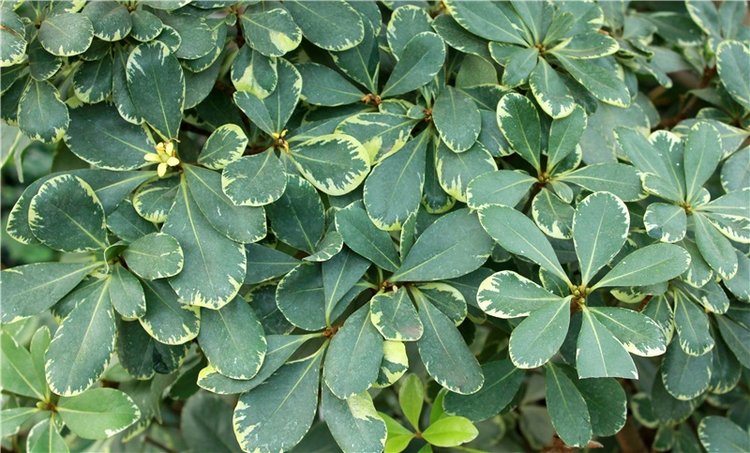 Выставка тюльпанов в Твери, продолжение