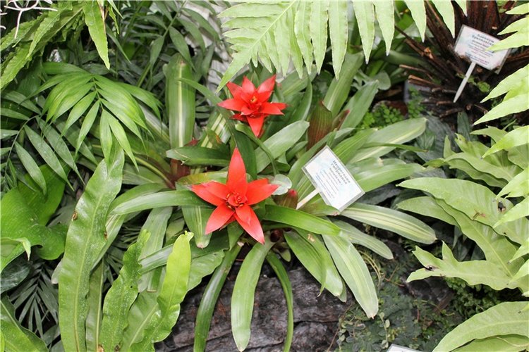 Тверской Ботанический Сад, продолжение | Бэйбики Тверской Ботанический Сад, продолжение