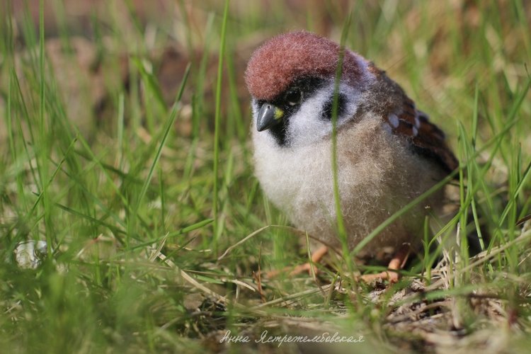Воробушки — Валяные игрушки из шерсти: сухое валяние