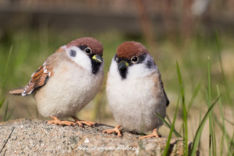 Воробушки — Валяные игрушки из шерсти: сухое валяние