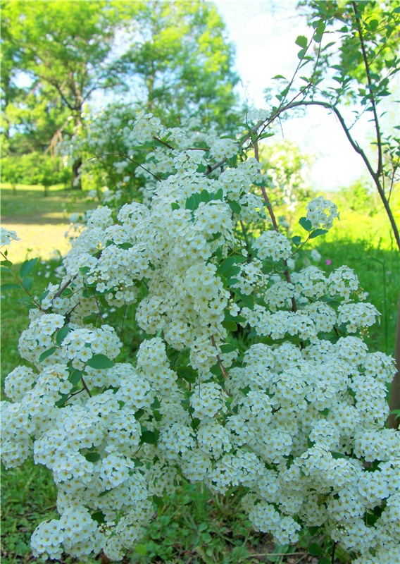Моё Солнышко — Антикварные куклы Jumeau (Жюмо): Tete Jumeau
