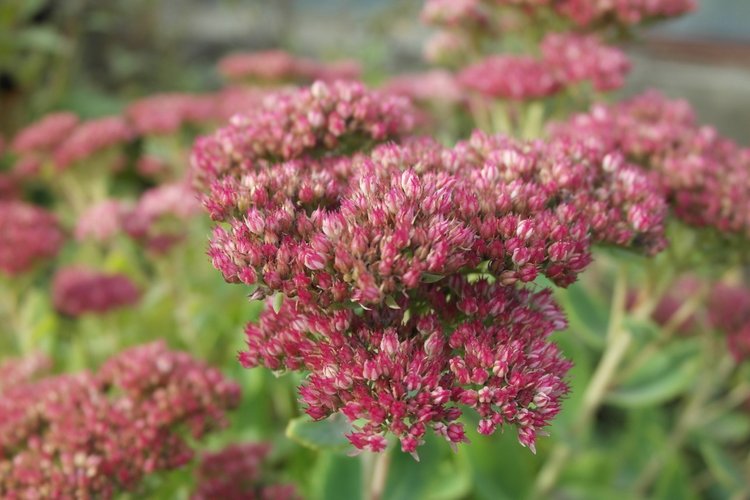 Осенний день Юляши и Бьорк