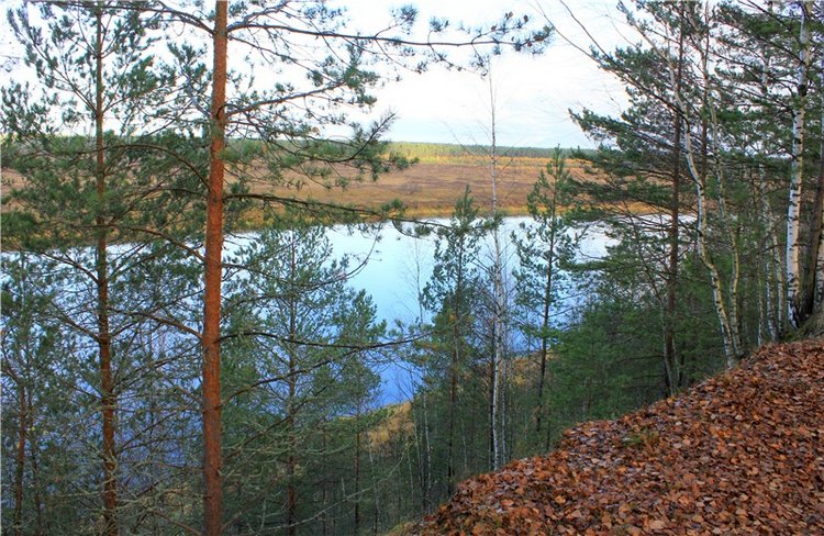 Ромашковый октябрь. Zwergnase Mischa