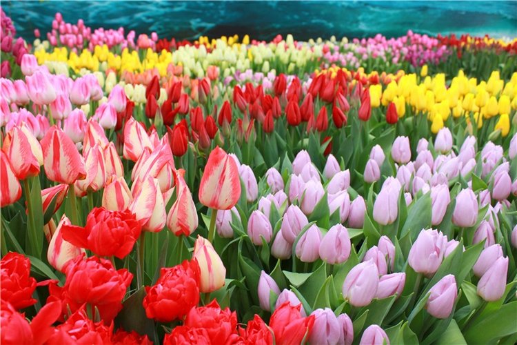 Тюльпановый Рай, продолжение. Выставка тюльпанов в Твери. Mini Layla elf Sunkissed skin от Kaye Wiggs