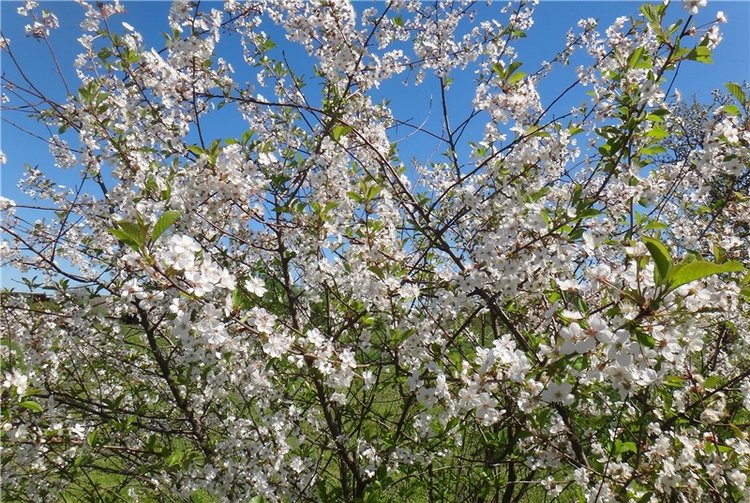 Дивная Весна — Куклы Zwergnase (Цвергназе/Цверги): фото