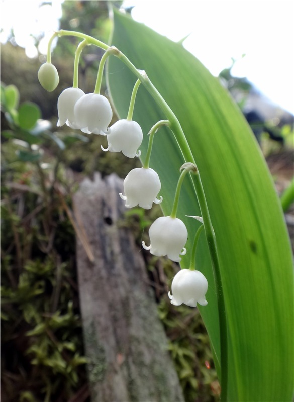 Ландышевая Сказка — Куклы Heidi Plusczok (Хайди/Хейди Плюсчок) — фото