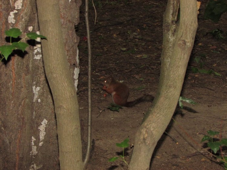 Веселое путешествие по Парку Измайлово