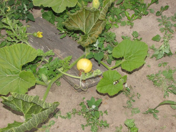 Путешествие в Нижегородскую область - часть 3 - Тимошка на усадьбе