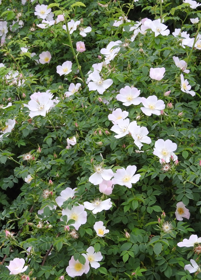 Цветы — роскошный дар природы (фото 6)