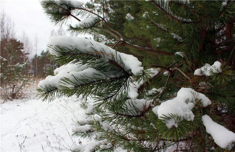 Бейли и Дий. Mini Bailey SK от Meadow dolls