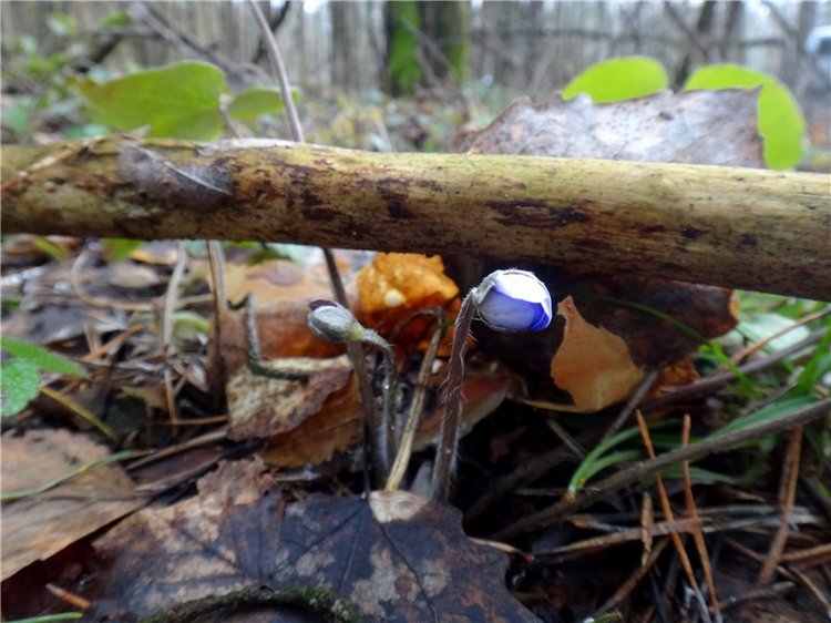 23 февраля - расцвели синие подснежники (фото 5)