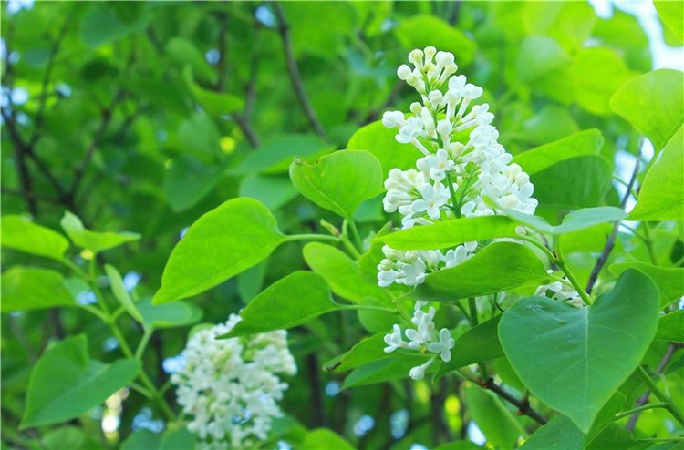 Эля в Иванишах. Twinkles Ella Chocolate