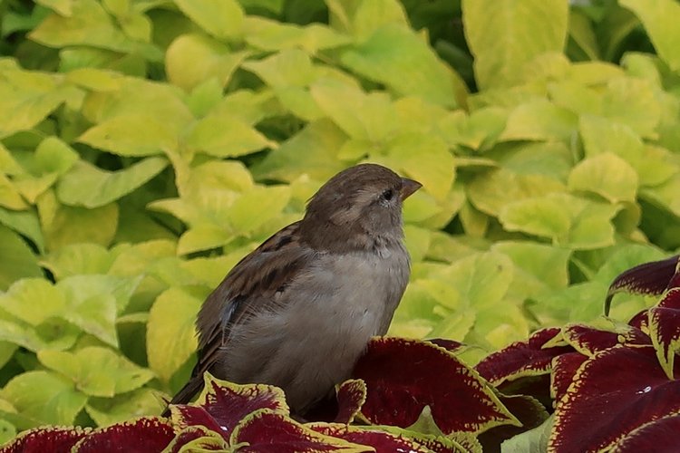 Знакомьтесь, новый вид медведей - медведь сумочный