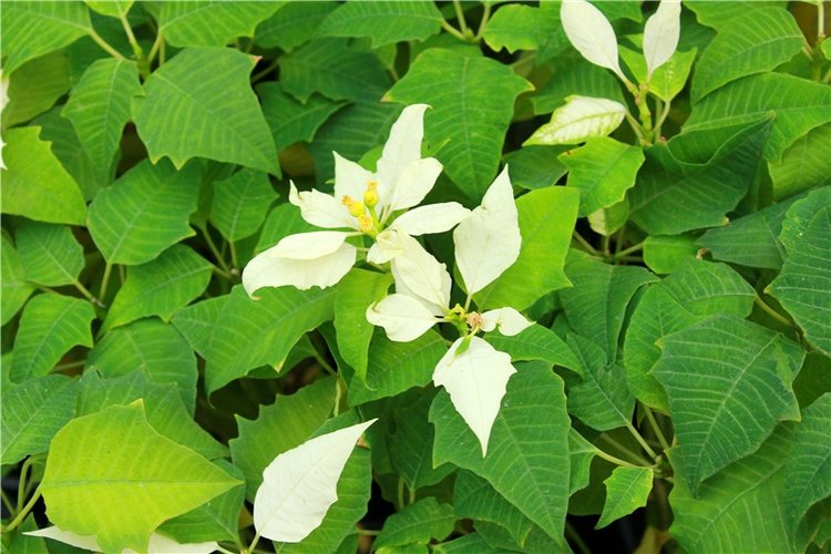 Выставка тюльпанов в Твери, продолжение