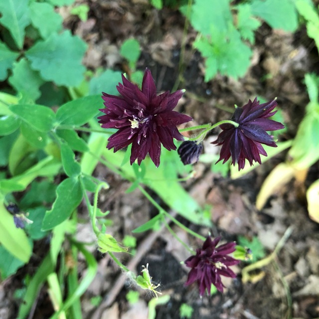 Тони Старк: приключения без брони. И снова Аптекарский огород | Бэйбики Тони Старк: приключения без брони. И снова Аптекарский огород