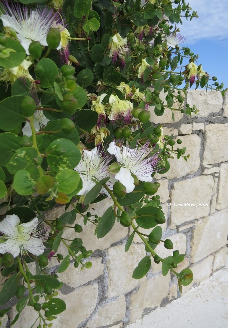 Kidz' тур. Нико на Крите. Аниссарас