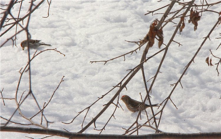 В поисках Синей птицы. Merle от Sissel Bjorstad Skille, Фирмы Götz