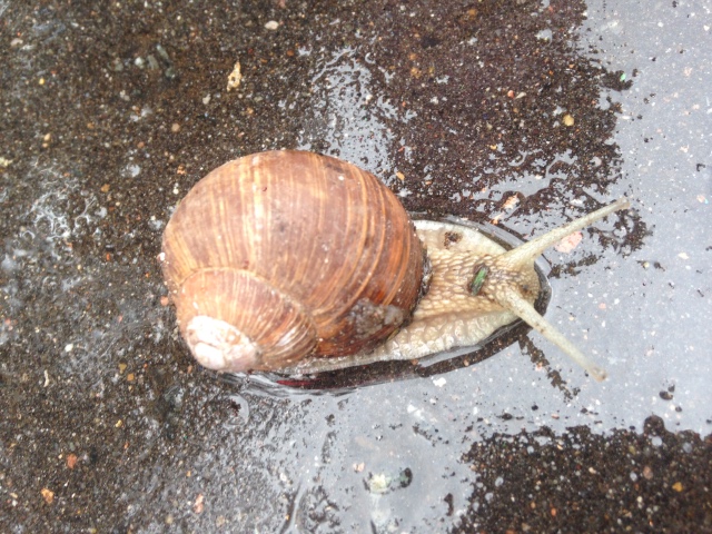 Как мы фотографировали улитку с Mui-chan