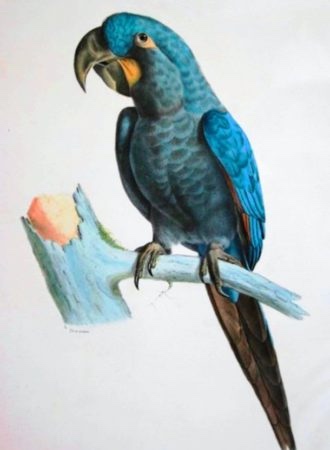 1 апреля — Международный день птиц