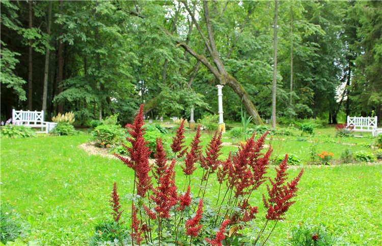 Подарок для Бенни | Бэйбики Подарок для Бенни — Куклы Iplehouse (Иплхаус): BJD (БЖД)