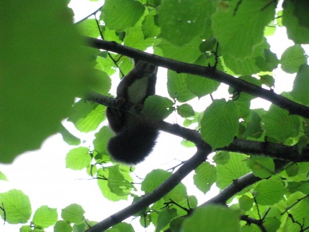 Разнообразие животного мира