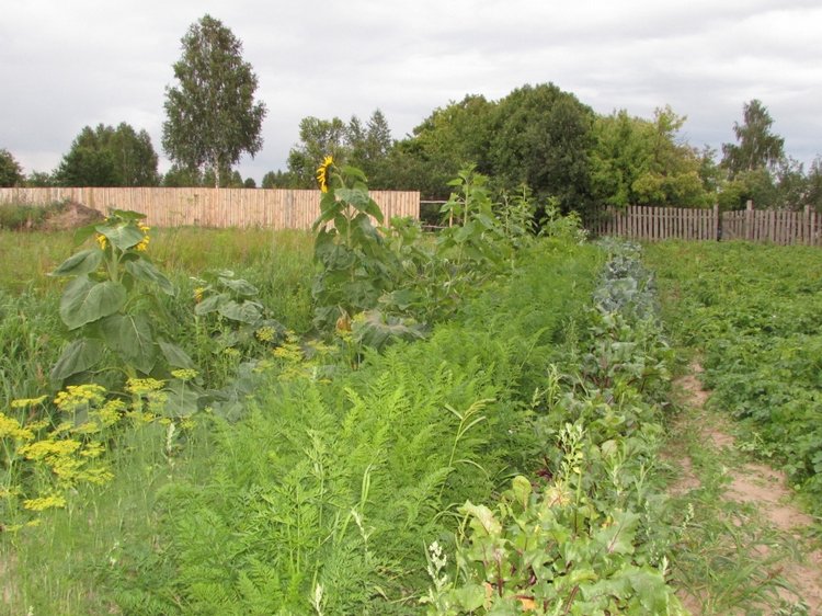 Путешествие в Нижегородскую область - часть 3 - Тимошка на усадьбе