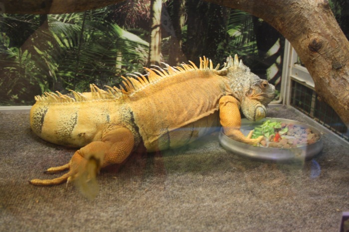 Псков. Эколого-биологический центр. Часть 2