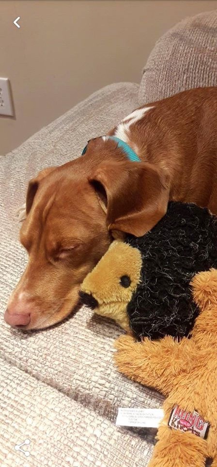 Любительские фотографии Ежей (выпуск 1) | Бэйбики Любительские фотографии Ежей (выпуск 1) (фото 5)