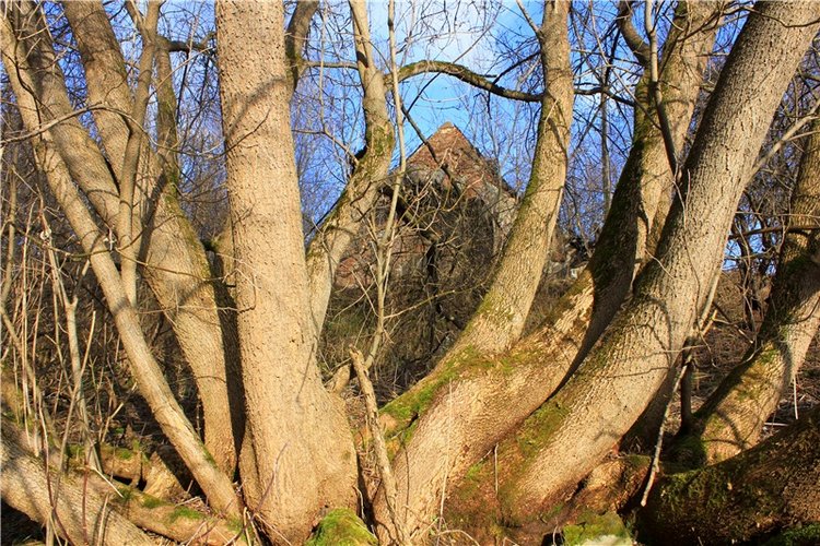 Тверской "Луксор" — Куклы Meadow dolls (Медовушки): BJD (БЖД)