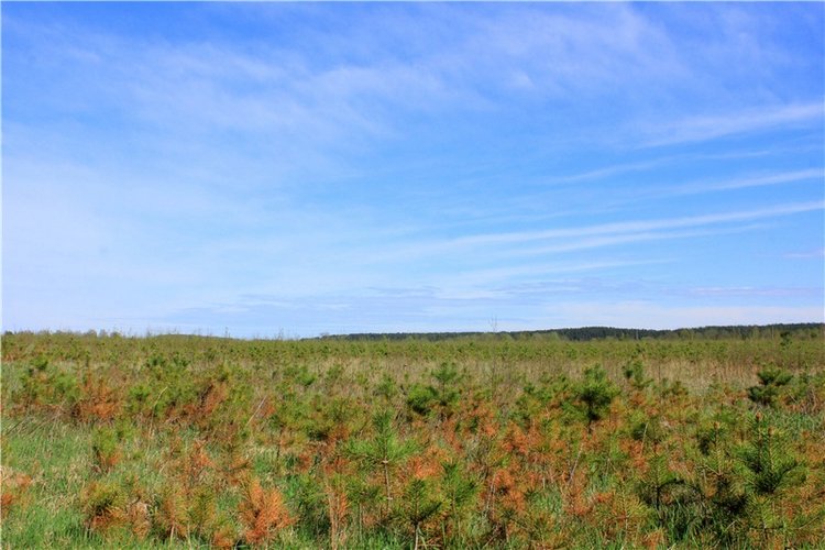 Долгая дорога к Волге. Custom Blythe Doll UFO Go Go Takara