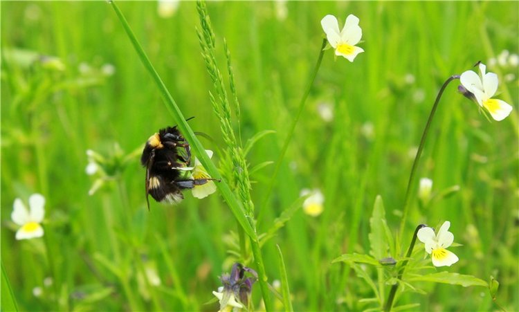 Солнечное поле. Twinkles Ella Chocolate