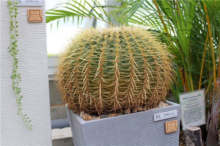 Тверской Ботанический Сад, продолжение | Бэйбики Тверской Ботанический Сад, продолжение