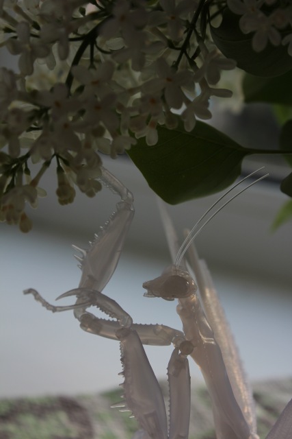 Нежный хищник | Бэйбики Нежный хищник — Коллекционные экшн (фото 3)