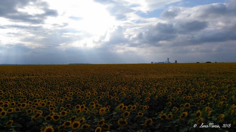 Kidz' тур. Юлино лето — Куклы Kidz'n'Cats (Соня Хартман): шарнирные 46 см