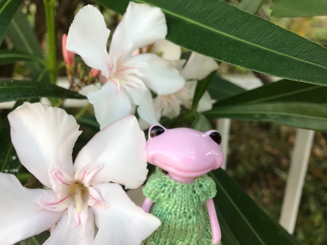 Таша Wonderfrog в Черногории