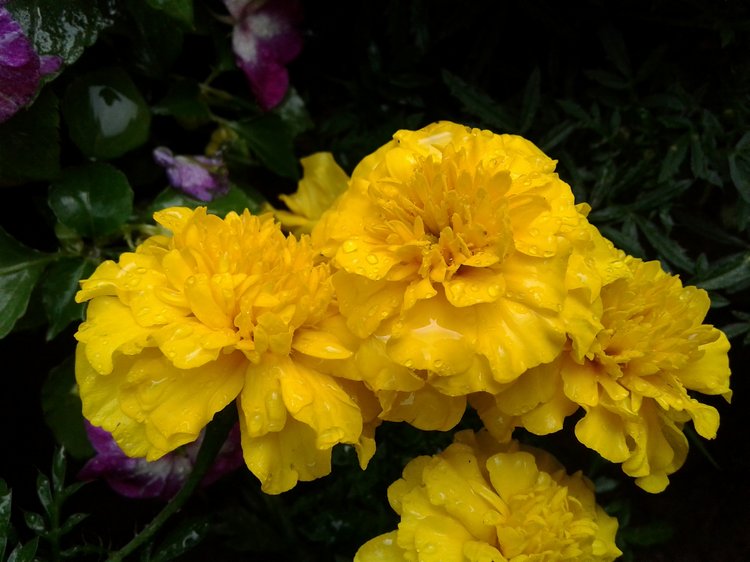 Последний месяц лета. Мой Псков. Аурика