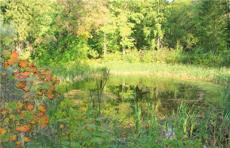 Нийя. Воспоминание об осени, Чукавино, Эко-Лэнд (фото 4)