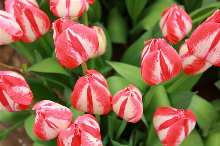 Тюльпановый Рай, продолжение. Выставка тюльпанов в Твери. Mini Layla elf Sunkissed skin от Kaye Wiggs (фото 10)