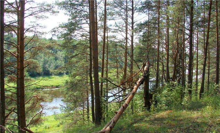 Девочка и Ёжик. Minifee Miyu FairlyLand | Бэйбики Девочка и Ёжик. Minifee Miyu FairlyLand (фото 5)