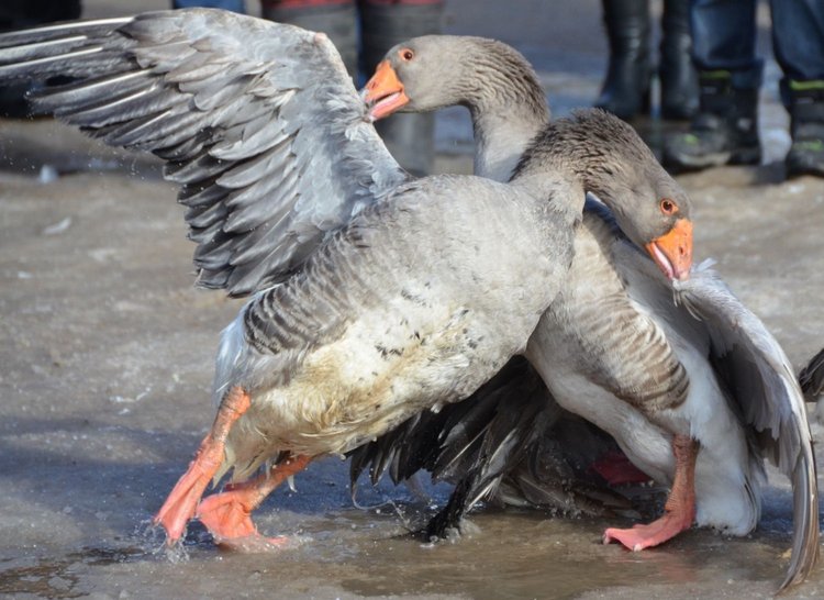 30 марта — народный праздник Алексей Теплый (фото 5)