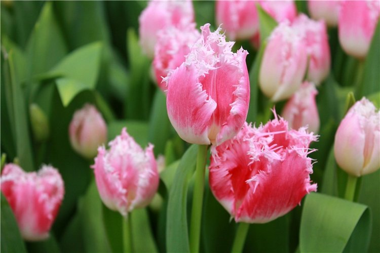 Тюльпановый Рай. Выставка тюльпанов в Твери. Mini Layla elf Sunkissed skin от Kaye Wiggs