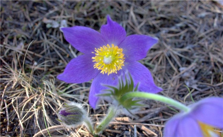 Джиджи на Орше. BJD Gigi от Meadow Dolls (фото 7)