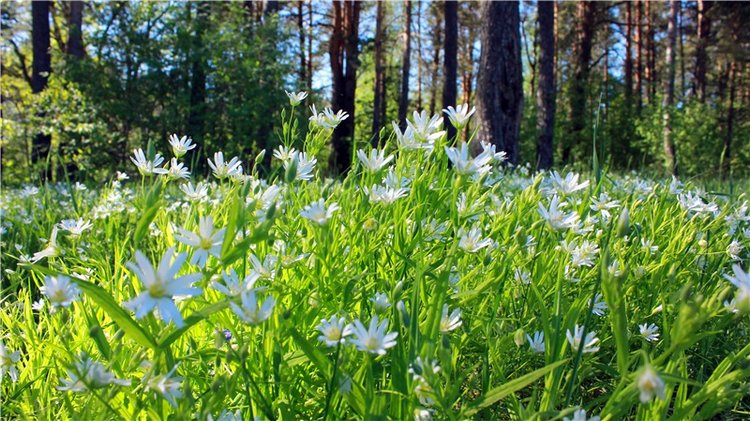 Ландыши - Светлого мая привет