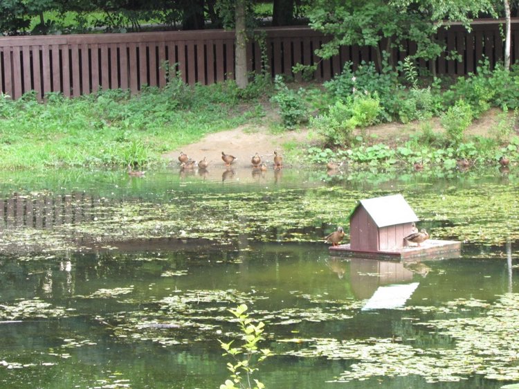 Малышня на прогулке в Бирюлёвском дендропарке (фото 4)