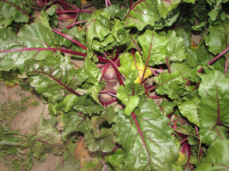 Путешествие в Нижегородскую область - часть 3 - Тимошка на усадьбе