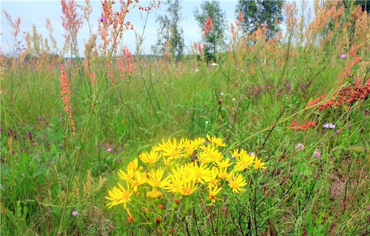 Летняя Фантазия — Куклы Kaye Wiggs (Кайе Виггс): авторские BJD (БЖД)