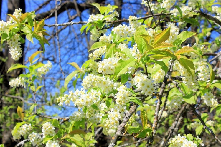 Путешествие Софи в Старицу, продолжение. Lati HoneyBee New Mystic Sophie (фото 7)