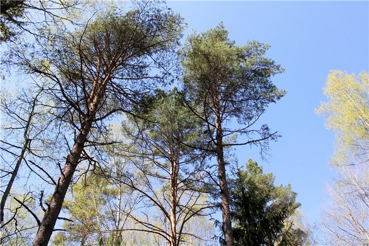 Путешествие Софи в Старицу, продолжение. Lati HoneyBee New Mystic Sophie