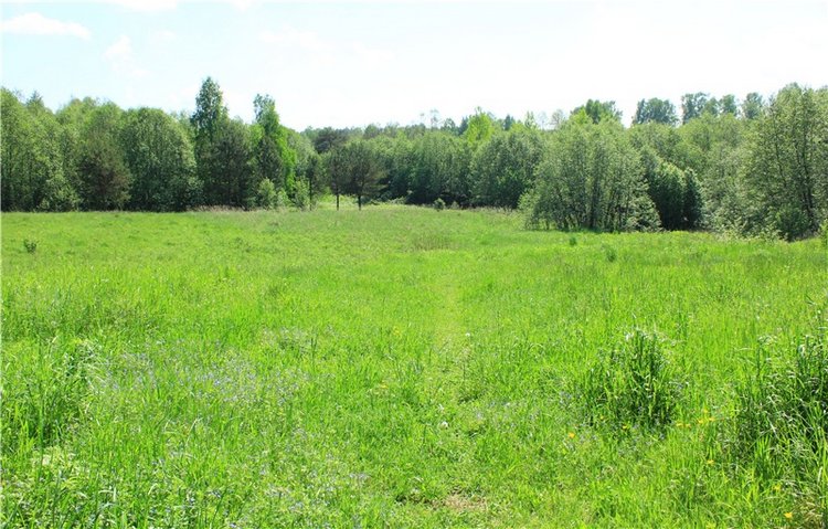 Иванишинская сосна — Культура