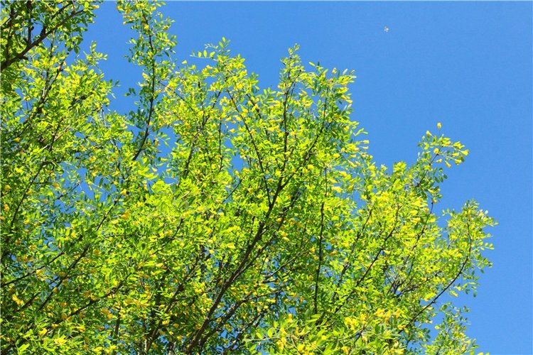 Эля в Иванишах. Twinkles Ella Chocolate